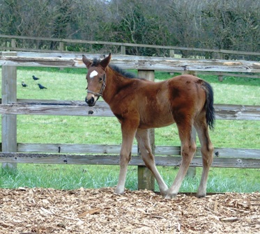 2020 colt by Invincible Spirit